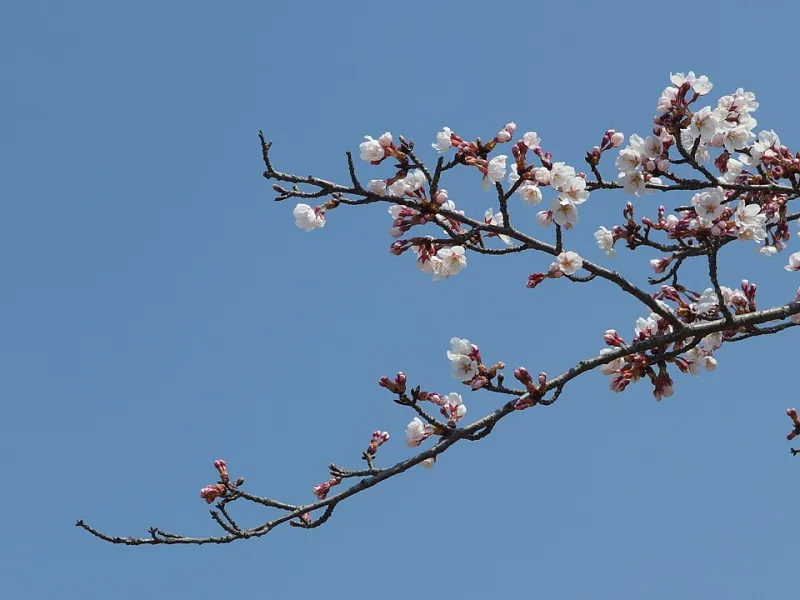 The Bloom Doesn't Stop When the Crowds Leave: How Arakurayama's Microclimates Keep Cherry Blossoms Going for Weeks