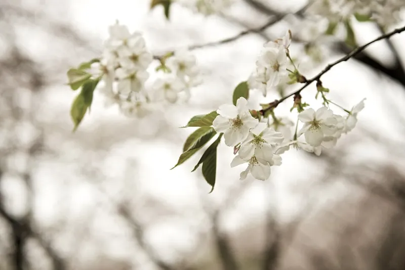 Week by Week: Your Full Seasonal Roadmap to Arakurayama's Cherry Blossoms