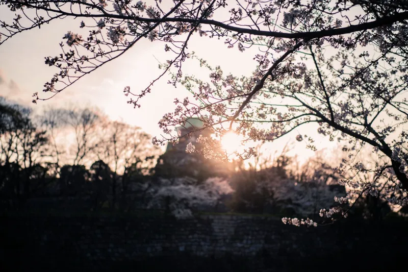 Jet Lag Shouldn't Feel Like This: What Arakurayama Is Doing to Visitors' Body Clocks