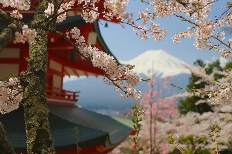 One Mountain, Fewer Yes's: How Arakurayama Teaches Visitors to Cut the Noise