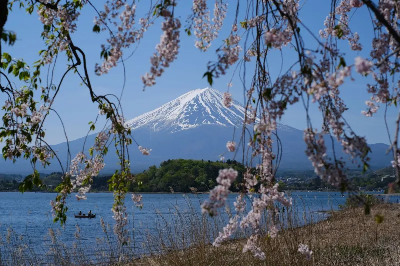 Why Cherry Blossoms Hit Different: The Neuroscience Behind Your Emotional Reaction at Arakurayama