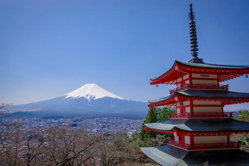Not All Blossoms Are Created Equal: The Science Behind Why Arakurayama Hits Harder